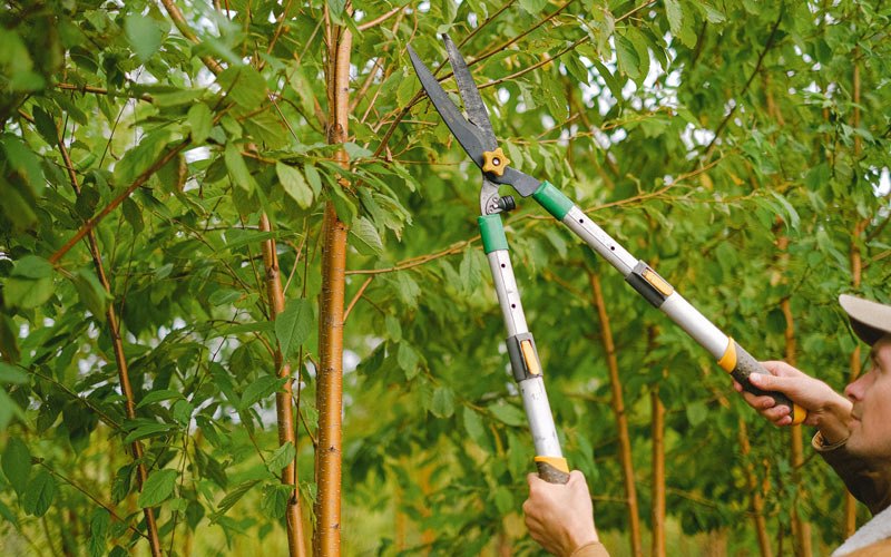 Tree trimming in Cando, ND