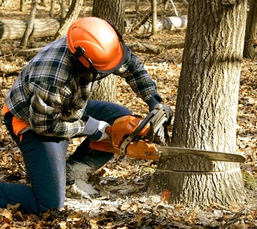 Tree Removal in Cando, ND